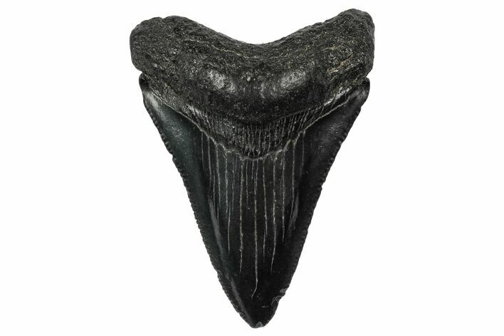 Serrated, Juvenile Megalodon Tooth - South Carolina #340533